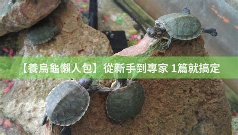 烏龜要養幾隻|【養烏龜懶人包】：從新手到專家，1篇就搞定